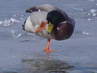 bird standing on ice