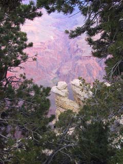 Tree-framed photo of the Canyon