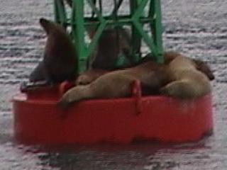 sea lions snoozing